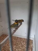 Jonge cubavinken, Dieren en Toebehoren, Mannelijk