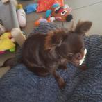 Choco chihuahua teefje, Dieren en Toebehoren, België, Particulier, Rabiës (hondsdolheid), 15 weken tot 1 jaar