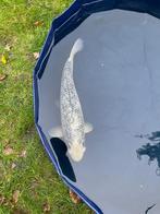 Gin matsuba japanse koi, Dieren en Toebehoren, Vissen | Vijvervissen, Karper of Koi