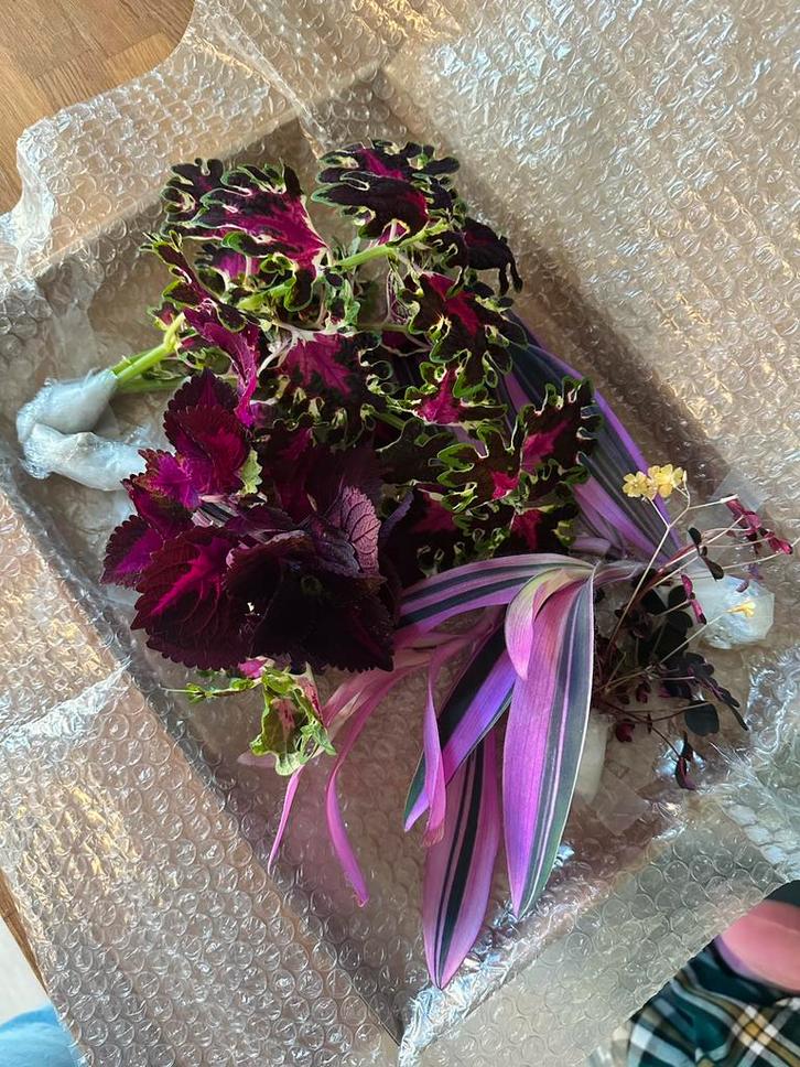 Stel je eigen stekjes box samen!, Huis en Inrichting, Kamerplanten, Minder dan 100 cm, Halfschaduw, Ophalen of Verzenden