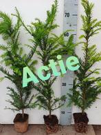 Taxus baccata, Tuin en Terras, Ophalen, Taxus, Minder dan 100 cm