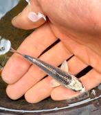 Leuke ghost koi, Dieren en Toebehoren, Vissen | Vijvervissen, Karper of Koi