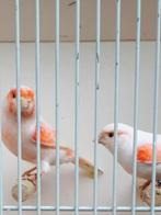 Mozaïek kanaries, Dieren en Toebehoren, Meerdere dieren, Kleurkanarie