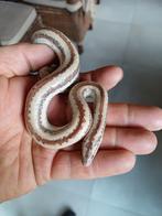 Rosy boa  man. 100%het Albino., Slang, 3 tot 6 jaar