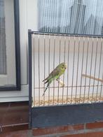 grasparkieten, Dieren en Toebehoren, Vogels | Parkieten en Papegaaien, Meerdere dieren, Parkiet, Geringd