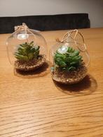 2 Hangende Nepplantjes - Decoratie voor in huis, Ophalen, Zo goed als nieuw