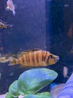 Altolamprologus Compressiceps gold head Tanganyika cichlide, Dieren en Toebehoren, Vissen | Aquariumvissen, Vis