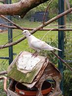 Koppel lachduifjes wildkleur overjarig, Dieren en Toebehoren, Meerdere dieren, Overige soorten