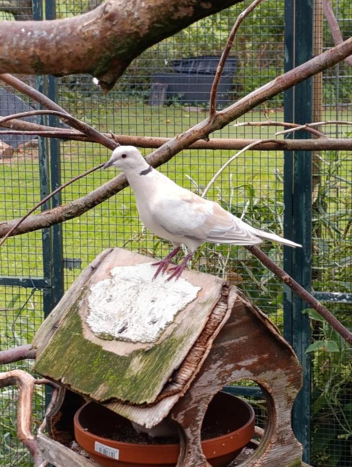 Koppel lachduifjes wildkleur overjarig, Dieren en Toebehoren, Vogels | Duiven, Overige soorten, Meerdere dieren