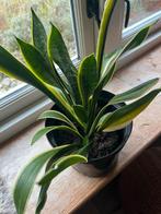 Sansevieria/ vrouwentong, Ophalen, Overige soorten, Minder dan 100 cm