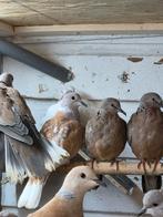 Lachduiven, Dieren en Toebehoren, Vogels | Duiven, Meerdere dieren, Overige soorten