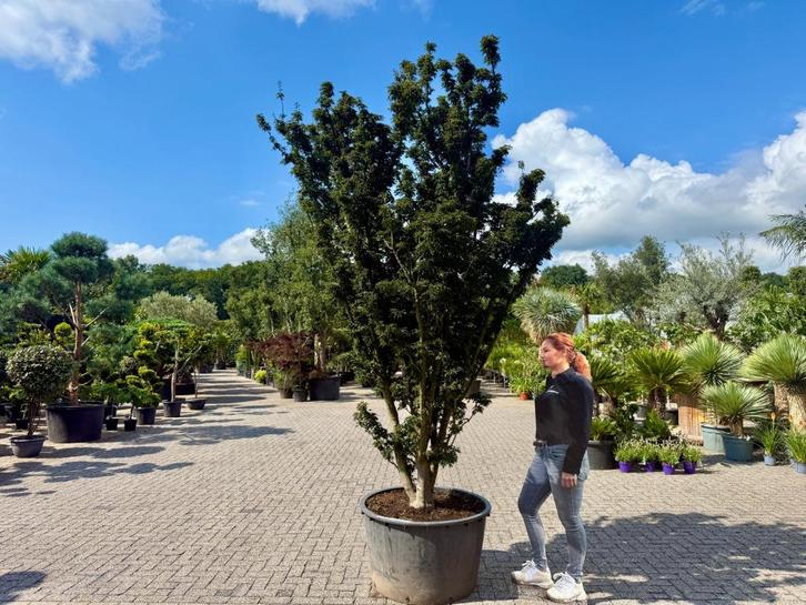 Exclusieve Acer palmatum 'Shisigashira' / Crispifolium!!!, Tuin en Terras, Planten | Bomen, Overige soorten, 250 tot 400 cm, Halfschaduw