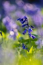 Bio zaden Boshyacint - Hyacinthoides non-scripta | Inheems, Verzenden, Voorjaar, Halfschaduw, Zaad