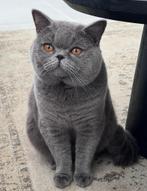 Müezza – Dekkater Britse Korthaar (Niet te koop!), Dieren en Toebehoren, 0 tot 2 jaar