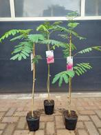 Albizia Julibrissin - Perzische Slaapboom H: 100 - 115 cm., Volle zon, Vaste plant, Zomer, Ophalen