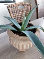 Terracotta Bloempot met Agave Americana, Tuin en Terras, Ophalen of Verzenden