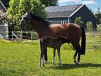 Lieve merrie (2009) familie/recreatie paard, Merrie, 11 jaar of ouder, Met stamboom, B
