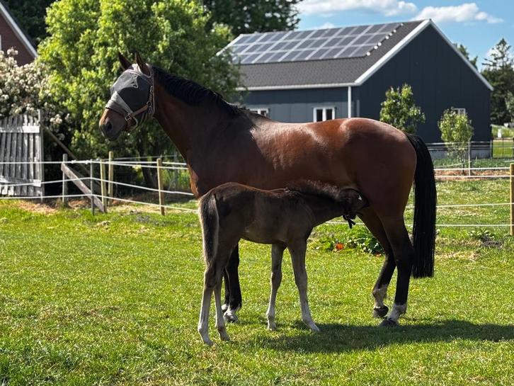 Lieve merrie (2009) familie/recreatie paard, Dieren en Toebehoren, Paarden, Merrie, B, 165 tot 170 cm, 11 jaar of ouder, Recreatiepaard