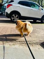 Dekreu Pomeranian,Pomeriaan /dwerg Kees (getest), Dieren en Toebehoren, Honden | Dekreuen, Fokker | Hobbymatig, Rabiës (hondsdolheid)