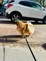 Dekreu Pomeranian,Pomeriaan /dwerg Kees (getest), Rabiës (hondsdolheid), Buitenland, 1 tot 2 jaar, Reu