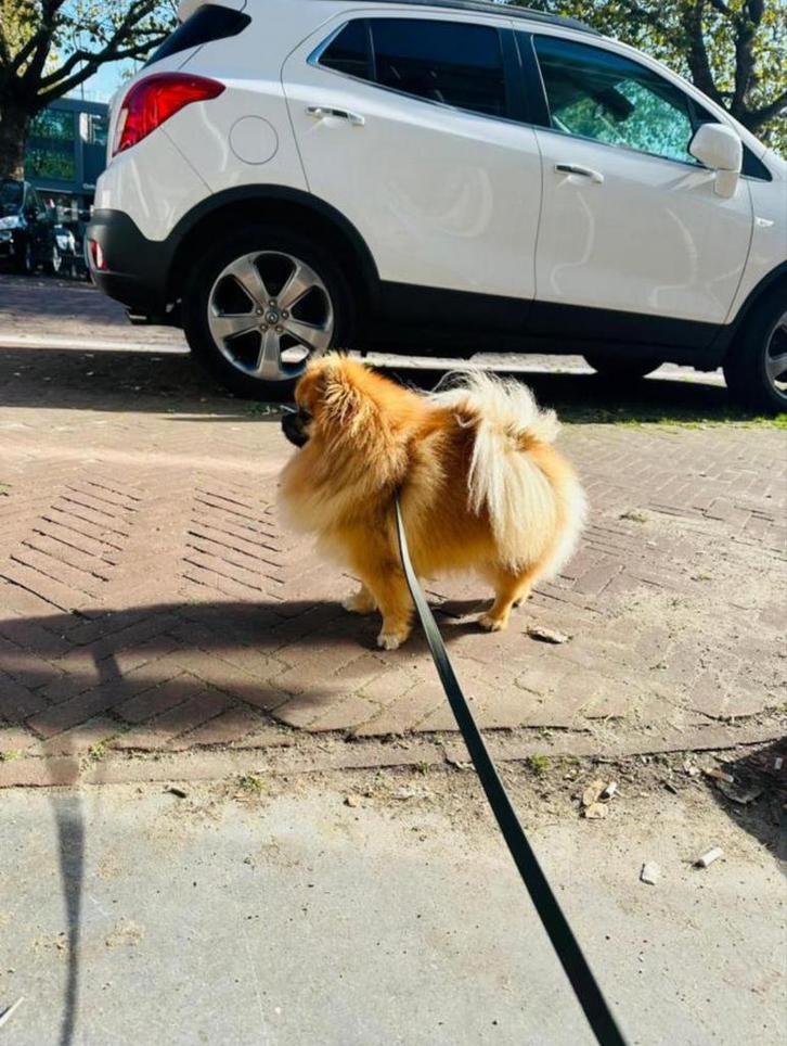 Dekreu Pomeranian,Pomeriaan /dwerg Kees (getest), Dieren en Toebehoren, Honden | Dekreuen, Reu, Fokker | Hobbymatig, Eén hond
