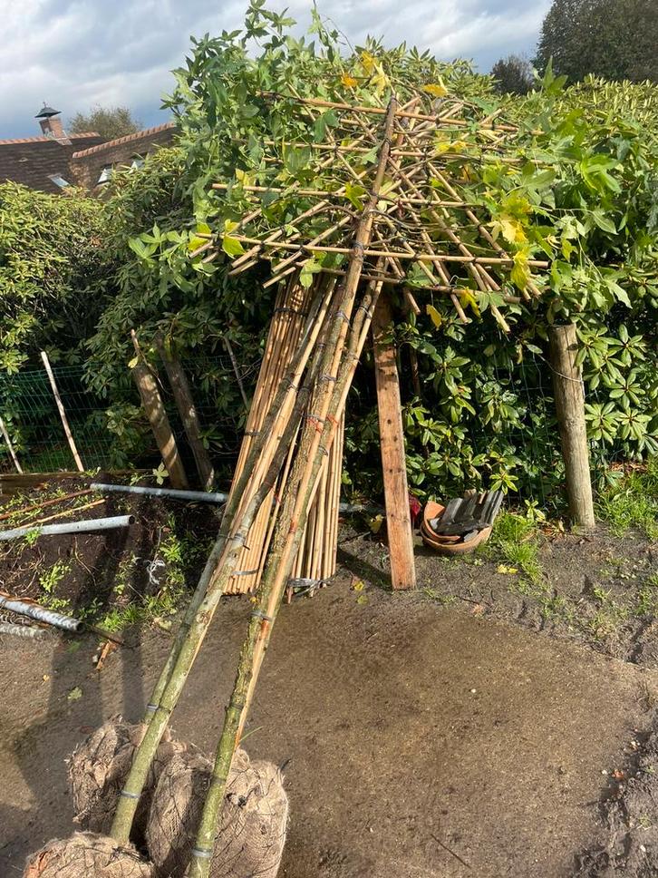 Lei Liquidambar. Lei laurier. Lei fruit. Lei plataan, Tuin en Terras, Planten | Bomen, Leiboom, Halfschaduw, Ophalen of Verzenden