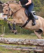 Bijrijder gezocht voor de liefste pony, Ophalen, Nieuw
