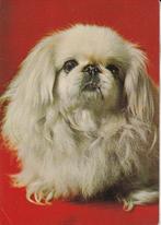 Kaart met Pekingees 1974, Verzenden, 1960 tot 1980, Gelopen, Hond of Kat