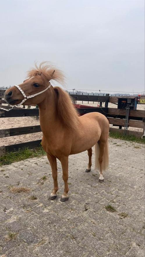 Prachtige amha dekhengst  voor 2025, Dieren en Toebehoren, Paarden en Pony's | Dekhengsten en Fokmerries, Hengst