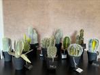 Nieuw cactussen van Mica, Nieuw, Binnen, Ophalen of Verzenden