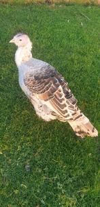 Donkere geelschouder kalkoen hen, Vrouwelijk, Kalkoen