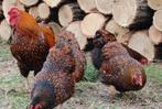 Wyandotte zwart goud gezoomd Kriel kippen, Dieren en Toebehoren, Pluimvee, Meerdere dieren, Kip