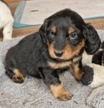 Laatste reutje dwerg langhaar, Parvo, Reu, 8 tot 15 weken, Dwerg