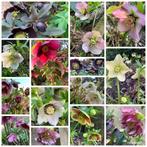 78 soorten vaste planten - gifvrij, Ophalen