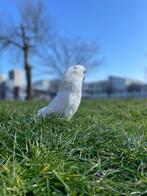 Kakatoe Franky, Dieren en Toebehoren, Mannelijk, Papegaai, Pratend