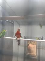 Stanley rosella man split opaline, Dieren en Toebehoren, Mannelijk, Parkiet, Geringd