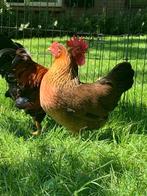 Welsumer kriel kippen | Gehard ras | Vriendelijk, Vrouwelijk, Kip