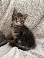 1 getijgerde kitten katertje op zoek naar nieuw personeel, Dieren en Toebehoren, Katten en Kittens | Overige Katten, Meerdere dieren