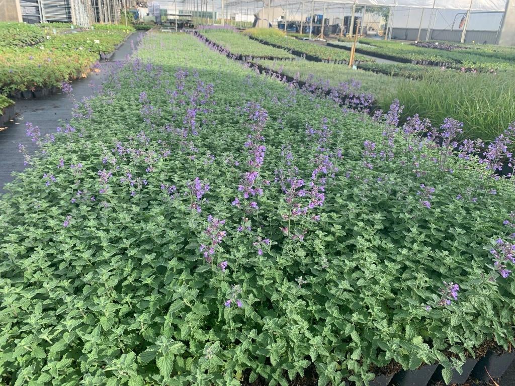 Lavendel - 'Hidcote' p9 tuinplanten ACTIE, Tuin en Terras, Ophalen of Verzenden, Vaste plant, Overige soorten, Volle zon