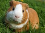 Vakantie oppas voor kleine huisdieren, Dieren en Toebehoren, Knaagdieren, Januari