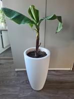 Bananenplant, Ophalen, Volle zon, Vaste plant, Bloeit niet