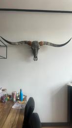 Longhoorn skull gegraveerd echt, Ophalen, Nieuw
