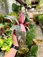 Philodendron Pink Princess Marble - P12, Huis en Inrichting, Kamerplanten, Ophalen of Verzenden