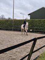 super muildier groot, gereden en betuigd, Dieren en Toebehoren, Paarden, Gechipt, Ruin, 7 tot 10 jaar, 160 tot 165 cm