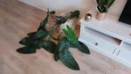 Grote Philodendron Jose Buono - Ophalen!, Huis en Inrichting, Kamerplanten, Ophalen of Verzenden
