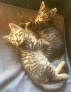 Prachtige kittens zoeken een liefdevol thuis., Dieren en Toebehoren, Katten en Kittens | Raskatten | Korthaar, Meerdere dieren