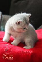 Prachtige brits / britse korthaar kittens met STAMBOOM, Dieren en Toebehoren, Meerdere dieren, Gechipt