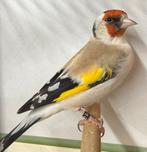 Major Putter, Vrouwelijk, Wildzangvogel