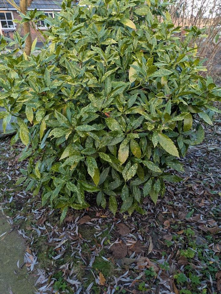 Gratis groenblijvende Struik - bonte laurier zelf uitgraven, Tuin en Terras, Planten | Struiken en Hagen, Struik, Laurier, 100 tot 250 cm