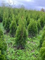 Thuja occidentalis ‘Smaragd' wintergroene conifeer, Ophalen of Verzenden, Conifeer, Haag, 100 tot 250 cm
